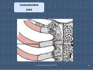 Ventilating Rib Comprehensive Overview of Rib Cage Anatomy, Kinematics, and Muscles of ...