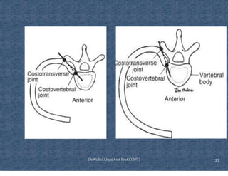 Ventilating Rib Comprehensive Overview of Rib Cage Anatomy, Kinematics, and Muscles of ...