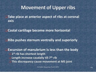 Comprehensive Overview of Rib Cage Anatomy, Kinematics, and Muscles of ...