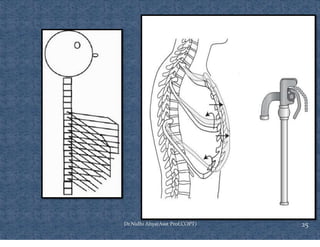 Ventilating Rib Comprehensive Overview of Rib Cage Anatomy, Kinematics, and Muscles of ...
