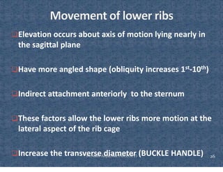 Comprehensive Overview of Rib Cage Anatomy, Kinematics, and Muscles of ...