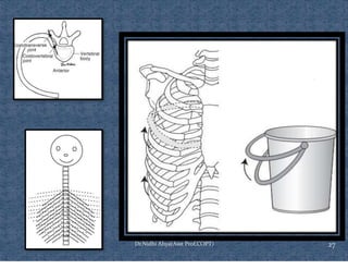 Ventilating Rib Comprehensive Overview of Rib Cage Anatomy, Kinematics, and Muscles of ...