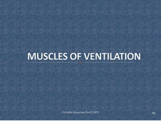 Comprehensive Overview of Rib Cage Anatomy, Kinematics, and Muscles of ...