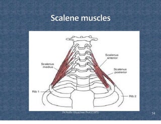 Comprehensive Overview of Rib Cage Anatomy, Kinematics, and Muscles of ...