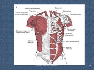 Comprehensive Overview of Rib Cage Anatomy, Kinematics, and Muscles of ...