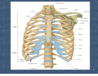 Ventilating Rib Comprehensive Overview of Rib Cage Anatomy, Kinematics, and Muscles of ...