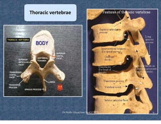 Comprehensive Overview of Rib Cage Anatomy, Kinematics, and Muscles of ...