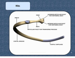 Ventilating Rib Comprehensive Overview of Rib Cage Anatomy, Kinematics, and Muscles of ...
