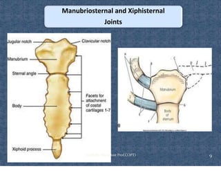 Ventilating Rib Comprehensive Overview of Rib Cage Anatomy, Kinematics, and Muscles of ...