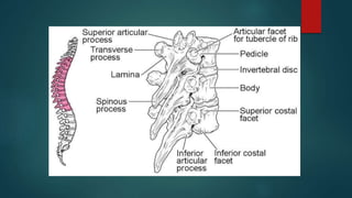 Biomechanics of thorax & lumbar.pptx