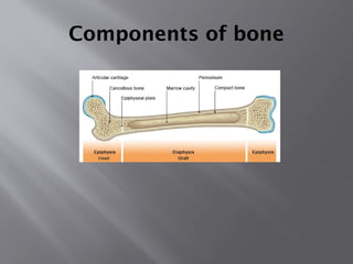 BIOMECHANICS PROPERTIES OF BONE - Padmashree Institute of Physiotherapy ...