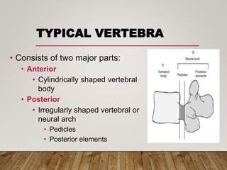 TYPICAL VERTEBRA
• Consists of two major parts:
• Anterior
• Cylindrically shaped vertebral
body
• Posterior
• Irregularly shaped vertebral or
neural arch
• Pedicles
• Posterior elements
 