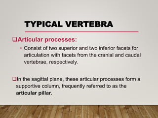 TYPICAL VERTEBRA
Articular processes:
• Consist of two superior and two inferior facets for
articulation with facets from the cranial and caudal
vertebrae, respectively.
In the sagittal plane, these articular processes form a
supportive column, frequently referred to as the
articular pillar.
 