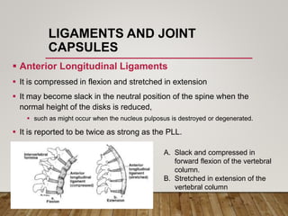 LIGAMENTS AND JOINT
CAPSULES
 Anterior Longitudinal Ligaments
 It is compressed in flexion and stretched in extension
 It may become slack in the neutral position of the spine when the
normal height of the disks is reduced,
 such as might occur when the nucleus pulposus is destroyed or degenerated.
 It is reported to be twice as strong as the PLL.
A. Slack and compressed in
forward flexion of the vertebral
column.
B. Stretched in extension of the
vertebral column
 