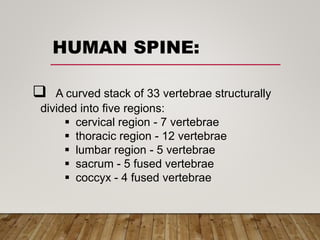 HUMAN SPINE:
 A curved stack of 33 vertebrae structurally
divided into five regions:
 cervical region - 7 vertebrae
 thoracic region - 12 vertebrae
 lumbar region - 5 vertebrae
 sacrum - 5 fused vertebrae
 coccyx - 4 fused vertebrae
 