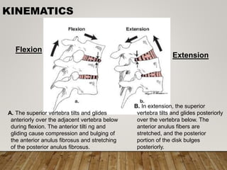 KINEMATICS
A. The superior vertebra tilts and glides
anteriorly over the adjacent vertebra below
during flexion. The anterior tilti ng and
gliding cause compression and bulging of
the anterior anulus fibrosus and stretching
of the posterior anulus fibrosus.
B. In extension, the superior
vertebra tilts and glides posteriorly
over the vertebra below. The
anterior anulus fibers are
stretched, and the posterior
portion of the disk bulges
posteriorly.
Extension
Flexion
 