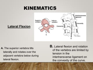 KINEMATICS
A. The superior vertebra tilts
laterally and rotates over the
adjacent vertebra below during
lateral flexion.
B. Lateral flexion and rotation
of the vertebra are limited by
tension in the
intertransverse ligament on
the convexity of the curve.
Lateral Flexion
 