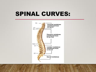 SPINAL CURVES:
 