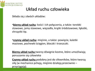 Układ ruchu człowiekaUkład ruchu człowieka
Składa się z dwóch układów:
•bierny układ ruchu: kości i ich połączenia, a także: torebki
stawowe, jamy stawowe, więzadła, krążki śródstawowe, łąkotki,
chrząstki itp.
•czynny układ ruchu: mięśnie, a także: powięzie, kaletki
maziowe, pochewki ścięgien, bloczki i trzeszczki.
Bierny układ ruchu tworzy dźwignie kostne, które umożliwiają
poruszanie się człowieka
Czynny układ ruchu podobny jest do siłowników, które tworzą
siłę (w mechanice pchają, mięśnie działają przeciwnie –
przyciągają).
 