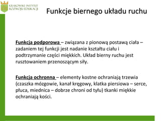 Funkcje biernego układu ruchuFunkcje biernego układu ruchu
Funkcja podporowa – związana z pionową postawą ciała –
zadaniem tej funkcji jest nadanie kształtu ciału i
podtrzymanie części miękkich. Układ bierny ruchu jest
rusztowaniem przenoszącym siły.
Funkcja ochronna – elementy kostne ochraniają trzewia
(czaszka mózgowie, kanał kręgowy, klatka piersiowa – serce,
płuca, miednica – dobrze chroni od tyłu) tkanki miękkie
ochraniają kości.
 