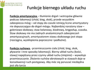 Funkcja amortyzacyjna – tłumienie drgań i wstrząsów głównie
podczas lokomocji (chód, bieg, skok), przede wszystkim
zabezpiecza mózg – od stopy do czaszki istnieją liczne amortyzatory
nie dopuszczające do drgań mózgu. Najbardziej narażony staw –
goleniowo skokowy; staw kolanowy, biodrowy, kręgosłup, czaszka.
Staw skokowy nie ma żadnych anatomicznych zabezpieczeń
amortyzacyjnych, amortyzatorem stawu skokowego jest stopa
(rozcięgna, wysklepienia poprzeczne i podłużne).
Funkcja ruchowa - przemieszczanie ciała (chód, bieg, skok,
pływanie i inne sposoby lokomocji). Bierny układ ruchu (kości,
stawy) napędzany przez czynny układ ruchu (mięśnie) – wywołuje
przemieszczanie. Złożenie ruchów obrotowych w stawach daje w
konsekwencji ruch postępowy. Aby móc się poruszać niezbędna
jest siła tarcia
Funkcje biernego układu ruchuFunkcje biernego układu ruchu
 