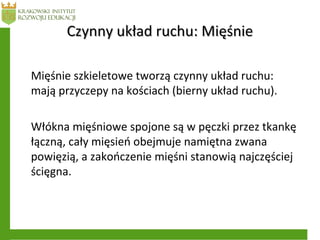 Czynny układ ruchu: MięśnieCzynny układ ruchu: Mięśnie
Mięśnie szkieletowe tworzą czynny układ ruchu:
mają przyczepy na kościach (bierny układ ruchu).
Włókna mięśniowe spojone są w pęczki przez tkankę
łączną, cały mięsień obejmuje namiętna zwana
powięzią, a zakończenie mięśni stanowią najczęściej
ścięgna.
 
