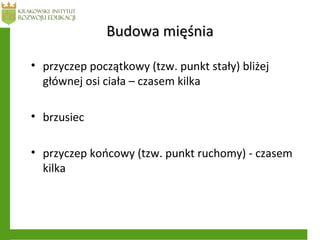 Budowa mięśniaBudowa mięśnia
• przyczep początkowy (tzw. punkt stały) bliżej
głównej osi ciała – czasem kilka
• brzusiec
• przyczep końcowy (tzw. punkt ruchomy) - czasem
kilka
 