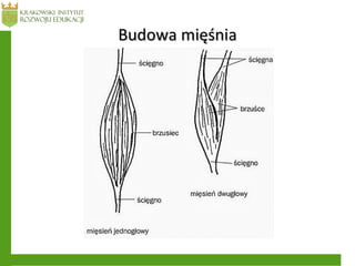 Budowa mięśniaBudowa mięśnia
 