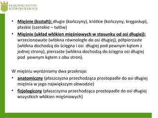 • Mięśnie (kształt): długie (kończyny), krótkie (kończyny, kręgosłup),
płaskie (szerokie – tułów)
• Mięśnie (układ włókien mięśniowych w stosunku od osi długiej):
wrzecionowate (włókna równoległe do osi długiej), półpierzaste
(włókna dochodzą do ścięgna i osi długiej pod pewnym kątem z
jednej strony), pierzaste (włókna dochodzą do ścięgna osi długiej
pod pewnym kątem z obu stron).
W mięśniu wyróżniamy dwa przekroje:
• anatomiczny (płaszczyzna przechodząca prostopadle do osi długiej
mięśnia w jego największym obwodzie)
• fizjologiczny (płaszczyzna przechodząca prostopadle do osi długiej
wszystkich włókien mięśniowych)
 