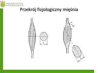 Przekrój fizjologiczny mięśniaPrzekrój fizjologiczny mięśnia
 