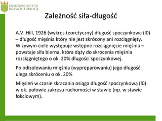 Zależność siła-długośćZależność siła-długość
A.V. Hill, 1926 (wykres teoretyczny) długość spoczynkowa (l0)
– długość mięśnia który nie jest skrócony ani rozciągnięty.
W żywym ciele występuje wstępne rozciągnięcie mięśnia –
powstaje siła bierna, która dąży do skrócenia mięśnia
rozciągniętego o ok. 20% długości spoczynkowej.
Po odizolowaniu mięśnia (wypreparowaniu) jego długość
ulega skróceniu o ok. 20%
Mięsień w czasie skracania osiąga długość spoczynkową (l0)
w ok. połowie zakresu ruchomości w stawie (np. w stawie
łokciowym).
 