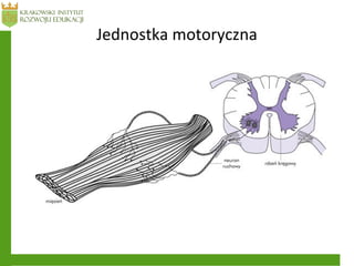 Jednostka motoryczna
 