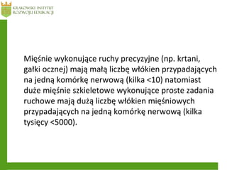 Mięśnie wykonujące ruchy precyzyjne (np. krtani,
gałki ocznej) mają małą liczbę włókien przypadających
na jedną komórkę nerwową (kilka <10) natomiast
duże mięśnie szkieletowe wykonujące proste zadania
ruchowe mają dużą liczbę włókien mięśniowych
przypadających na jedną komórkę nerwową (kilka
tysięcy <5000).
 
