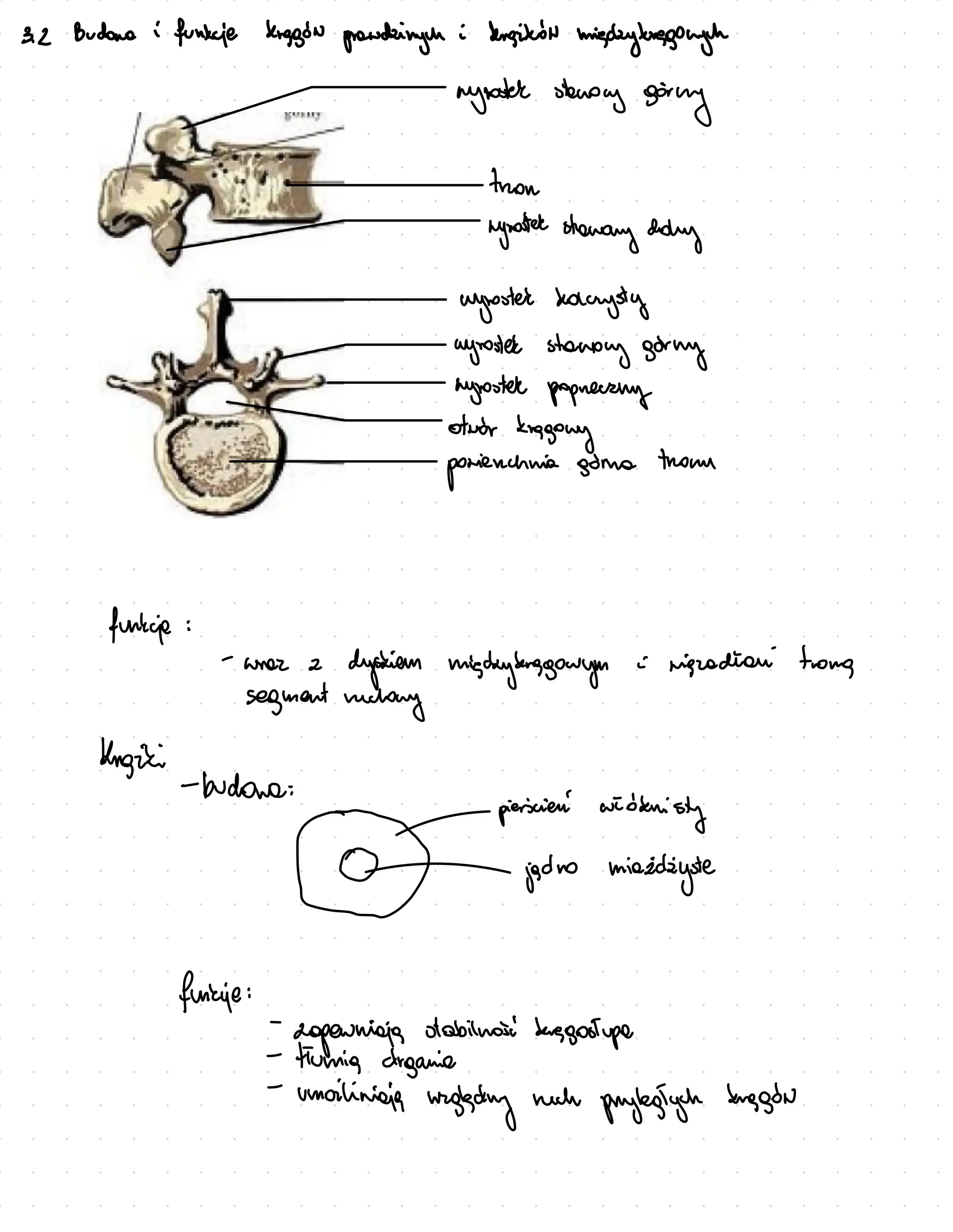 3. 2 Budona :
funkaje Kiagon prowdingun : bugikor mickykregough
myroster stanony going
tron
nywater staway doly
uyrosted volcysty
agrosted staway gorny
myroster poprecany
otror
kagowy
posienchnia gorna from
funkie :
-
wrez C
dystiem migaybrggowym : migration from
segment reclay
Kugizi-budowa:
pierscien widknisty
⑳ jedno midecyste
funkie:
g stabilisi
beggostupe
-
zopewnia
-
tirmig organie
-
umailinieie
wegledng much
puylegiych buggon
 
