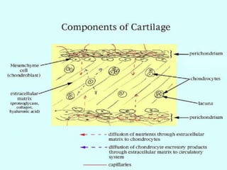 Biomech Of Cartilage | PPTX