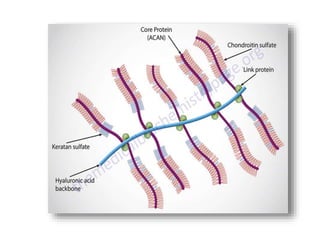 Biomech Of Cartilage | PPTX