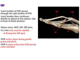biomechanics of wrist joint and hand complex | PPT