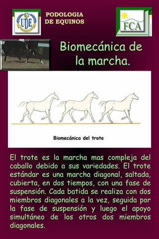 Biomecánica 1 (clase 3) | PDF Biomecánica 1 (clase 3) | PDF