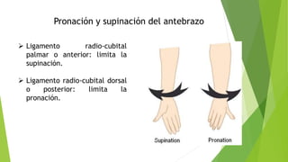 Pronación y supinación del antebrazo
 Ligamento radio-cubital
palmar o anterior: limita la
supinación.
 Ligamento radio-cubital dorsal
o posterior: limita la
pronación.
 