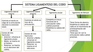 SISTEMA LIGAMENTOSO DEL CODO
Ligamento lateral
interno
Controla el estrés en
valgo de la articulación
(durante la extensión
total)
Ligamento lateral
externo
ligamento anular
Controla el estrés en
varo de la
articulación.
Completa el trocus
funcional de la
articulación radio-
cubital proximal.
Estabiliza la cabeza del
radio.
Consta de tres
fascículos:
• Anterior: refuerza el
ligamento anular.
• Medio: se inserta en
el húmero.
• Posterior: se inserta
en el olecranon del
cúbito.
Consta de tres
fascículos:
• Anterior y Medio:
refuerzan el
ligamento anular.
• Posterior: se
inserta en el
olécranon.
ligamento de Denucé
Tiene forma de abanico.
Estabiliza la cabeza del
radio en el movimiento de
pronosupinación del
antebrazo.
Tiene que ver con la
articulación radio-cubital
proximal.
 