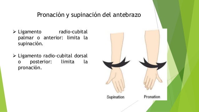 Biomecánica de codo