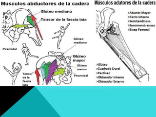 Biomecánica de la cadera