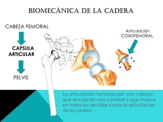 CABEZA FEMORAL
CAPSULA
ARTICULAR
PELVIS
La articulación formada por una cabeza
que encaja en una cavidad y que mueve
en todos los sentidos como la articulación
de la cadera
Articulación
COXOFEMORAL.
 