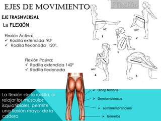 EJE TRASNVERSAL
La FLEXIÓN
Flexión Activa:
 Rodilla extendida 90°
 Rodilla flexionada 120°.
Flexión Pasiva:
 Rodilla extendida 140°
 Rodilla flexionada
La flexión de la rodilla, al
relajar los músculos
isquiotibiales, permite
una flexión mayor de la
cadera.
 Bicep femoris
 Demitendinosus
 semimembranosus
 Gemelos
 