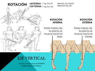 Fig. 24 y 27
Fig. 25 y 26
Rotación, Ext, Flexión
Abducción Fig. 28.
ROTACIÓN
INTERNA
Parte interior de
la pierna se
mueve hacia el
lado
ROTACIÓN
EXTERNA
Parte interior de
la pierna se
mueve hacia el
medio
EJE VERTICAL
permite los movimientos de ROTACIÓN
EXTERNA-ROTACIÓN INTERNA.
 