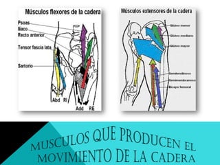 Biomecánica de la cadera