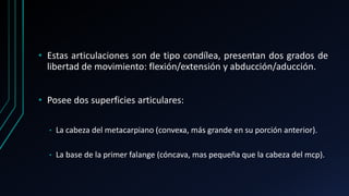 • Estas articulaciones son de tipo condílea, presentan dos grados de
libertad de movimiento: flexión/extensión y abducción/aducción.
• Posee dos superficies articulares:
• La cabeza del metacarpiano (convexa, más grande en su porción anterior).
• La base de la primer falange (cóncava, mas pequeña que la cabeza del mcp).
 