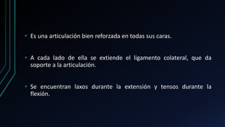 • Es una articulación bien reforzada en todas sus caras.
• A cada lado de ella se extiende el ligamento colateral, que da
soporte a la articulación.
• Se encuentran laxos durante la extensión y tensos durante la
flexión.
 