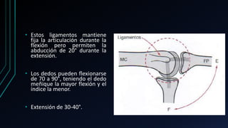 • Estos ligamentos mantiene
fija la articulación durante la
flexión pero permiten la
abducción de 20° durante la
extensión.
• Los dedos pueden flexionarse
de 70 a 90°, teniendo el dedo
meñique la mayor flexión y el
índice la menor.
• Extensión de 30-40°.
 