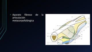 • Aparato fibroso de la
articulación
metacarpofalángica
 